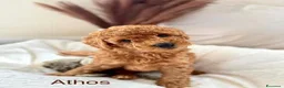 Barboncino Toy cani in vendita: Barboncino Toy tenerissima a Provincia di Catanzaro - Annuncio 11