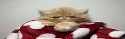 Persiano gatti in vendita: cucciolata gattini persiani - Annuncio 3