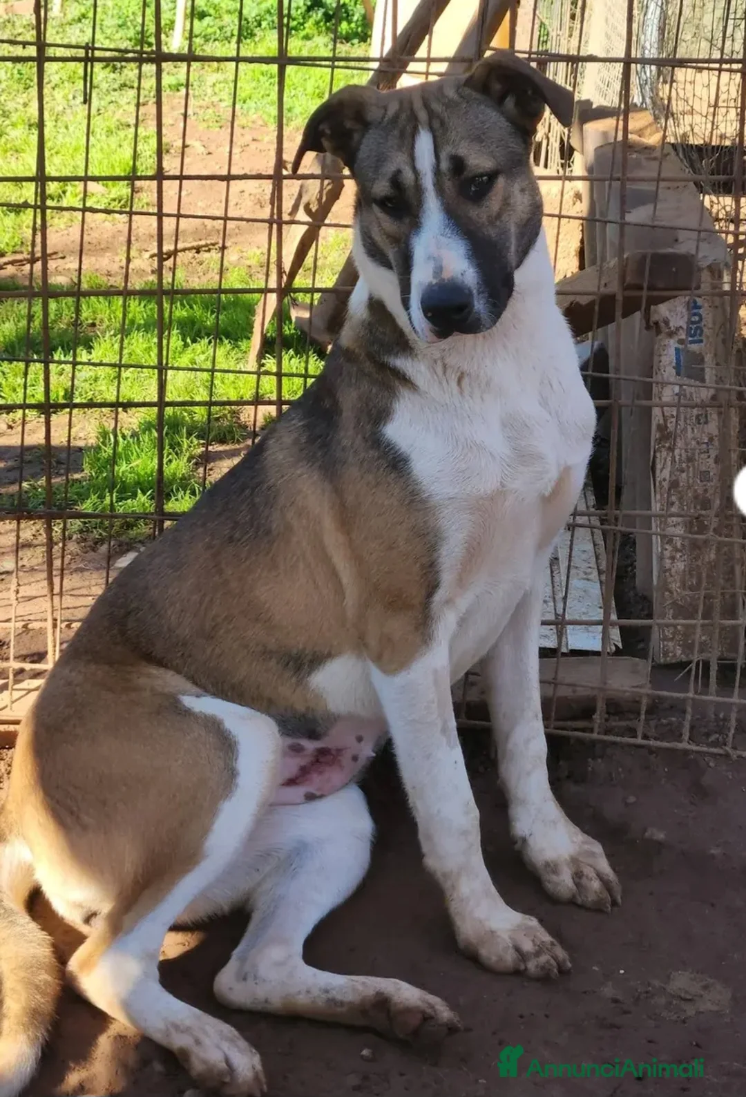 Meticcio cani in regalo: Drago e Lara mix Pitbull 9mesi COSENZA SOS CASA - Annuncio 6