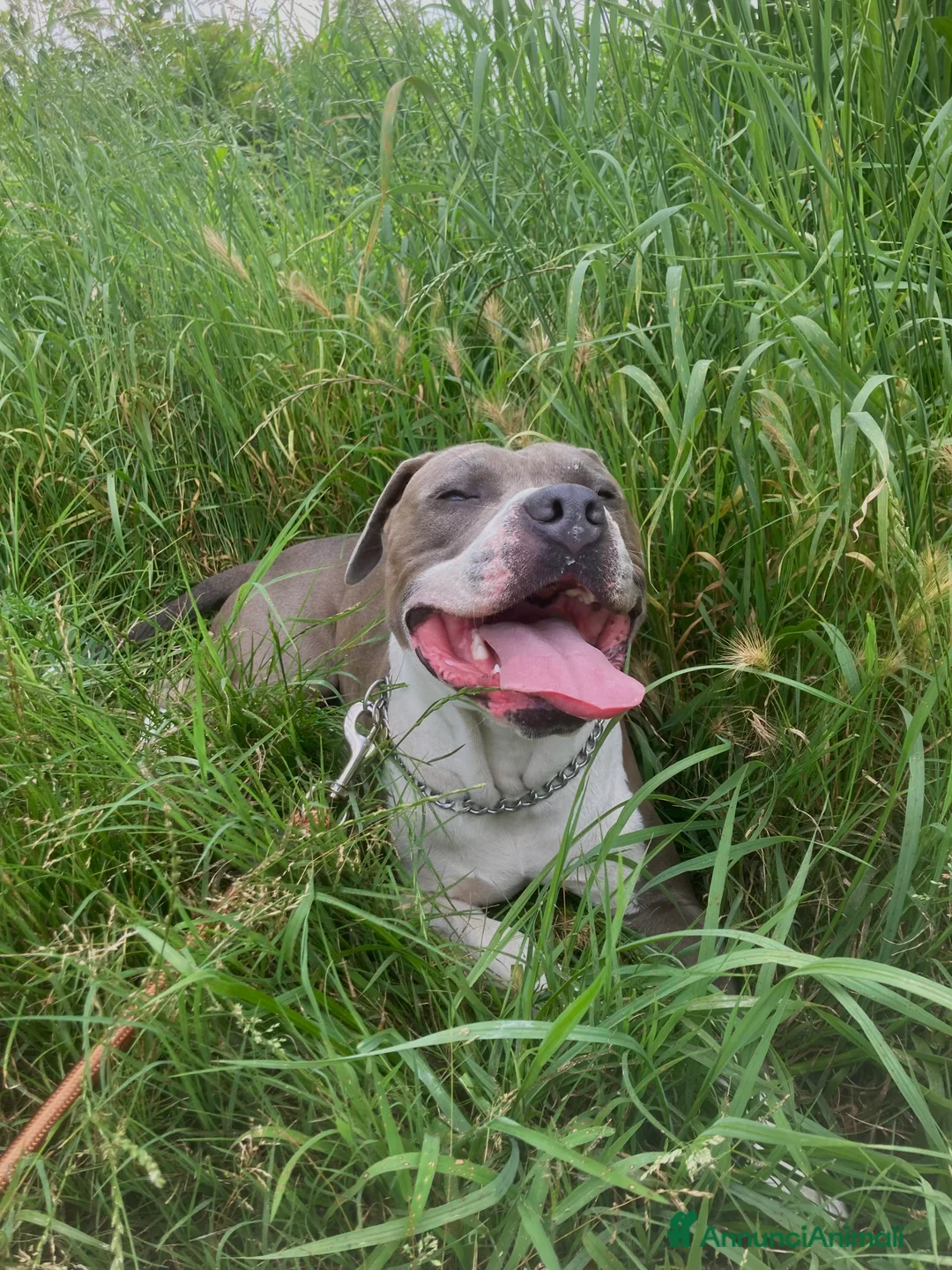 American Staffordshire cani per accoppiamento: maschio amstaff blue con pedigree per monta  - Annuncio 3