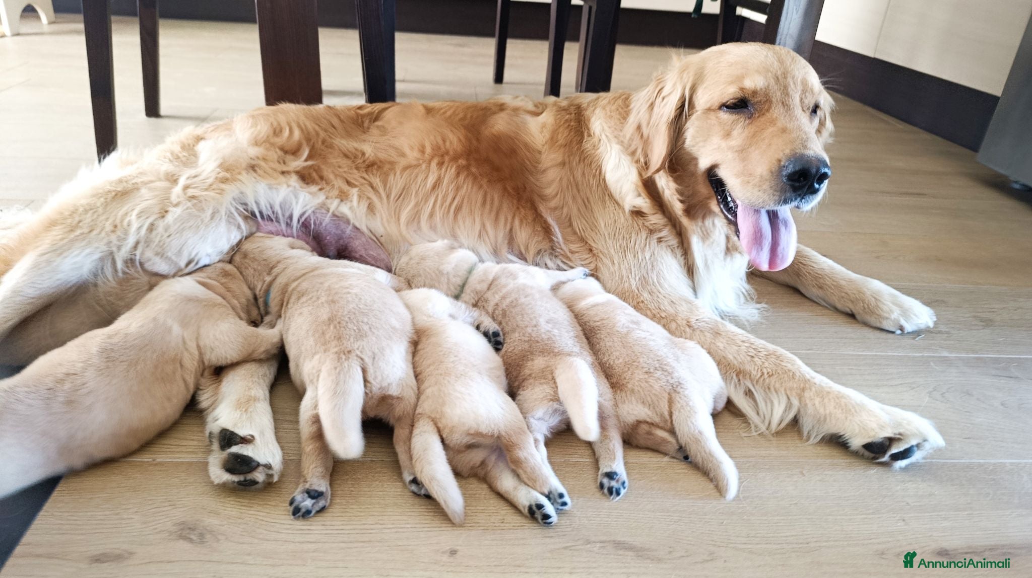 Golden Retriever cani  Cucciolata casalinga Golden retriever Americani  - Annuncio 10