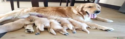 Golden Retriever cani in vendita:  Cucciolata casalinga Golden retriever Americani  a Provincia di Catanzaro - Annuncio 1