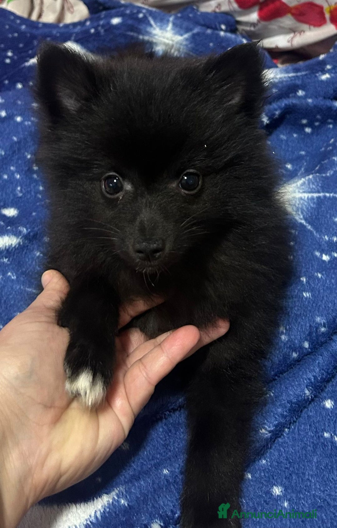 Spitz cani in vendita: Vendo cucciolo di spitz tedesco maschio  - Annuncio 5