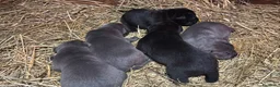 Cane Corso cani in vendita: Cuccioli di Cane Corso - Annuncio 8