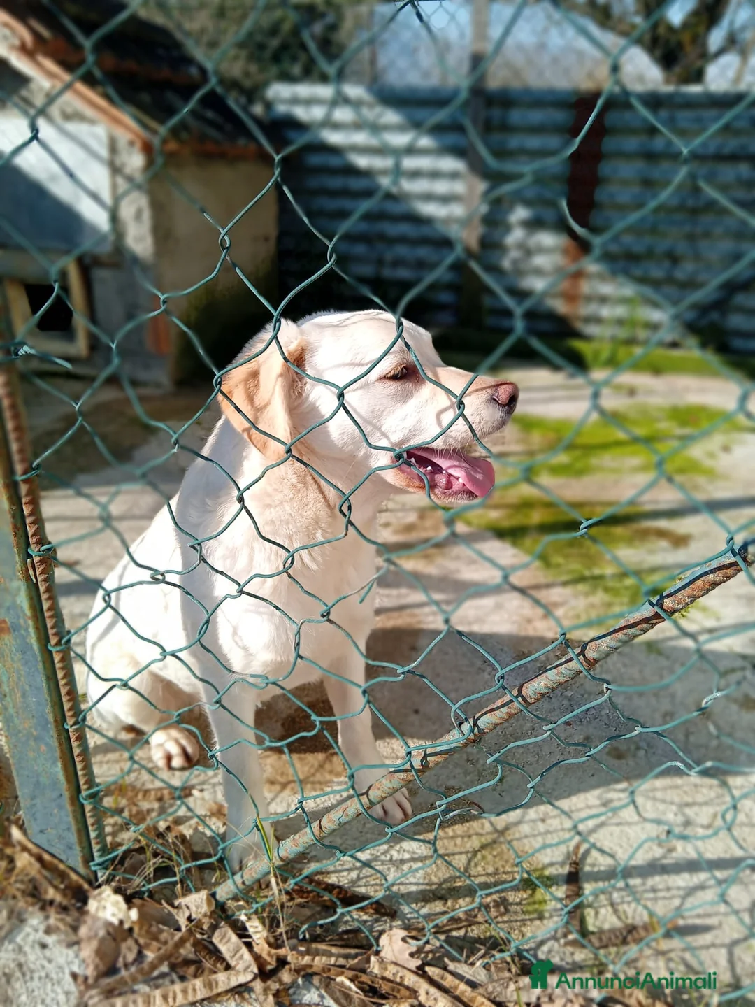 Meticcio cani in regalo: Mix Labrador, 4/5 mesi, EUGENIA dolce - Annuncio 6