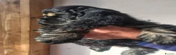Cocker americano cani in vendita: Cuccioli di Cocker Americano - Annuncio 3