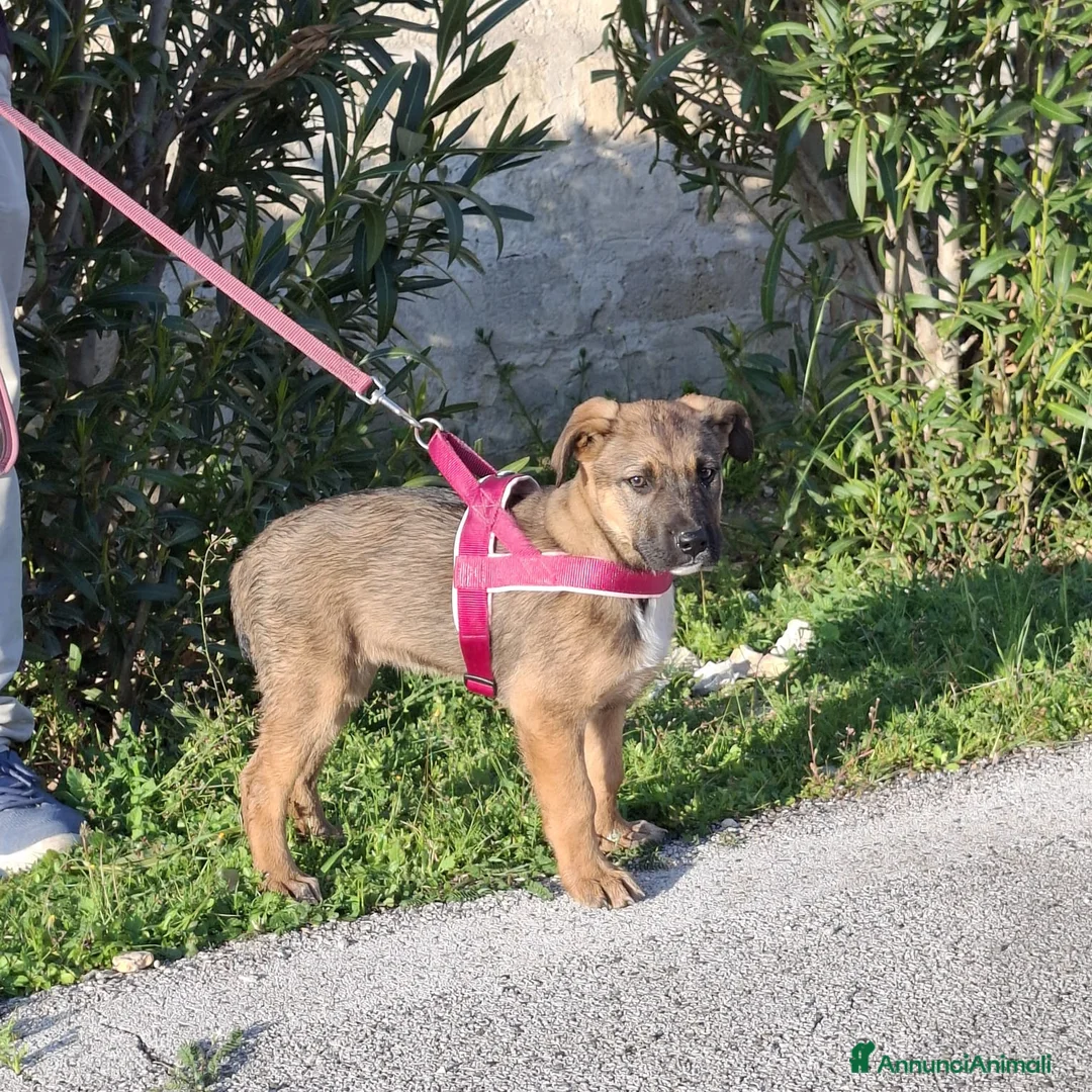 Meticcio cani in regalo: Fucsia Cerca Famiglia. Info Monica 3890238584 a Città Metropolitana di Firenze - Annuncio 16