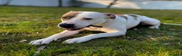 Meticcio cani in regalo: BELLA CERCA CASA - Annuncio 2