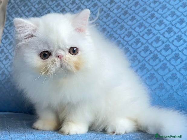 Persiano gatti Gatto persiano - Annuncio 1
