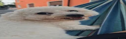 Maltese cani per accoppiamento: Piccolo Milo a Provincia di Treviso - Annuncio 2