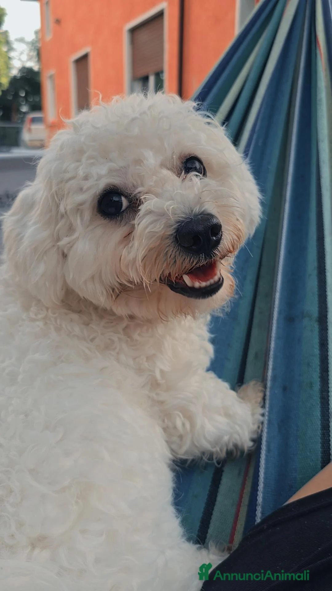 Maltese cani per accoppiamento: Piccolo Milo a Provincia di Treviso - Annuncio 2