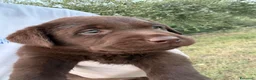 Labrador cani in vendita: Cuccioli di Labrador Choco  - Annuncio 7