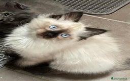 Siberiano gatti in vendita: Bellissimi Gattini siberiani e Neva masquerade. a Città Metropolitana di Genova - Immagine 2