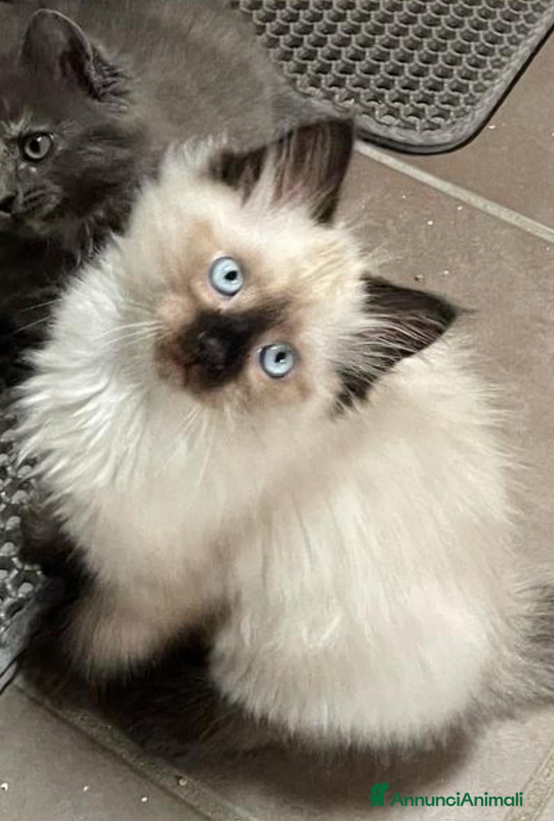 Siberiano gatti in vendita: Bellissimi Gattini siberiani e Neva masquerade. a Città Metropolitana di Genova - Immagine 2