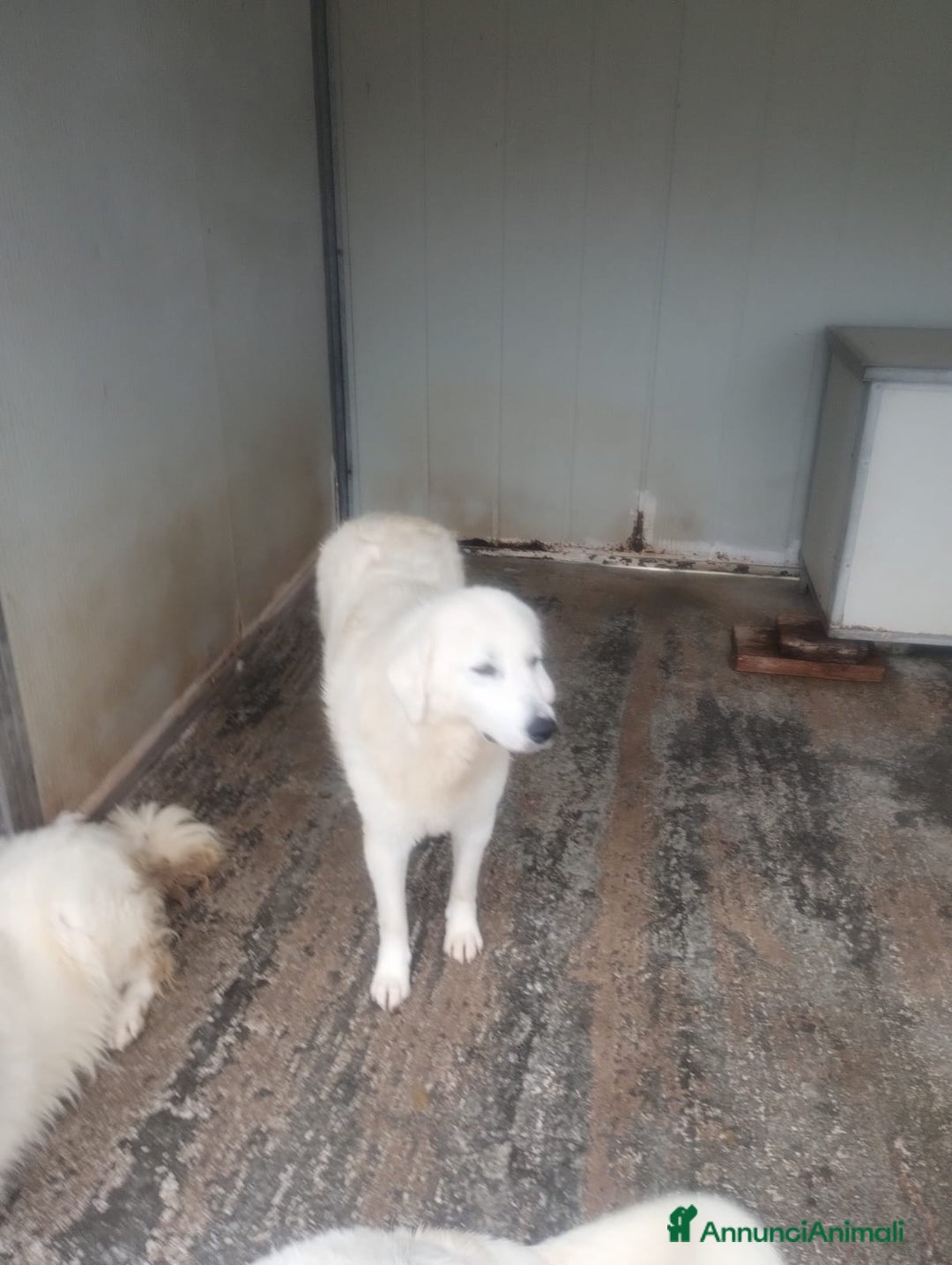 Pastore Maremmano cani in regalo: Meravigliosi maremmani in canile! a Provincia di Viterbo - Annuncio 5