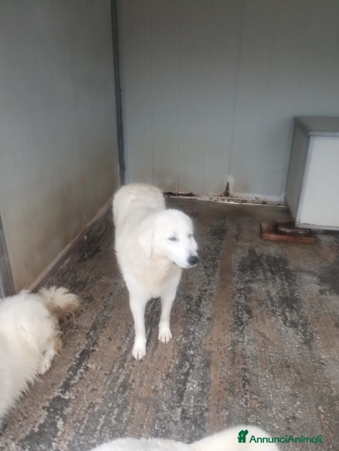 Pastore Maremmano cani in regalo: Meravigliosi maremmani in canile! a Provincia di Viterbo - Annuncio 5