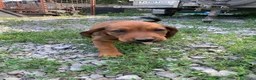 Alpenlaendische Dachsbracke cani in vendita: Cuccioli di Alpendische Dachsbracke - Annuncio 4