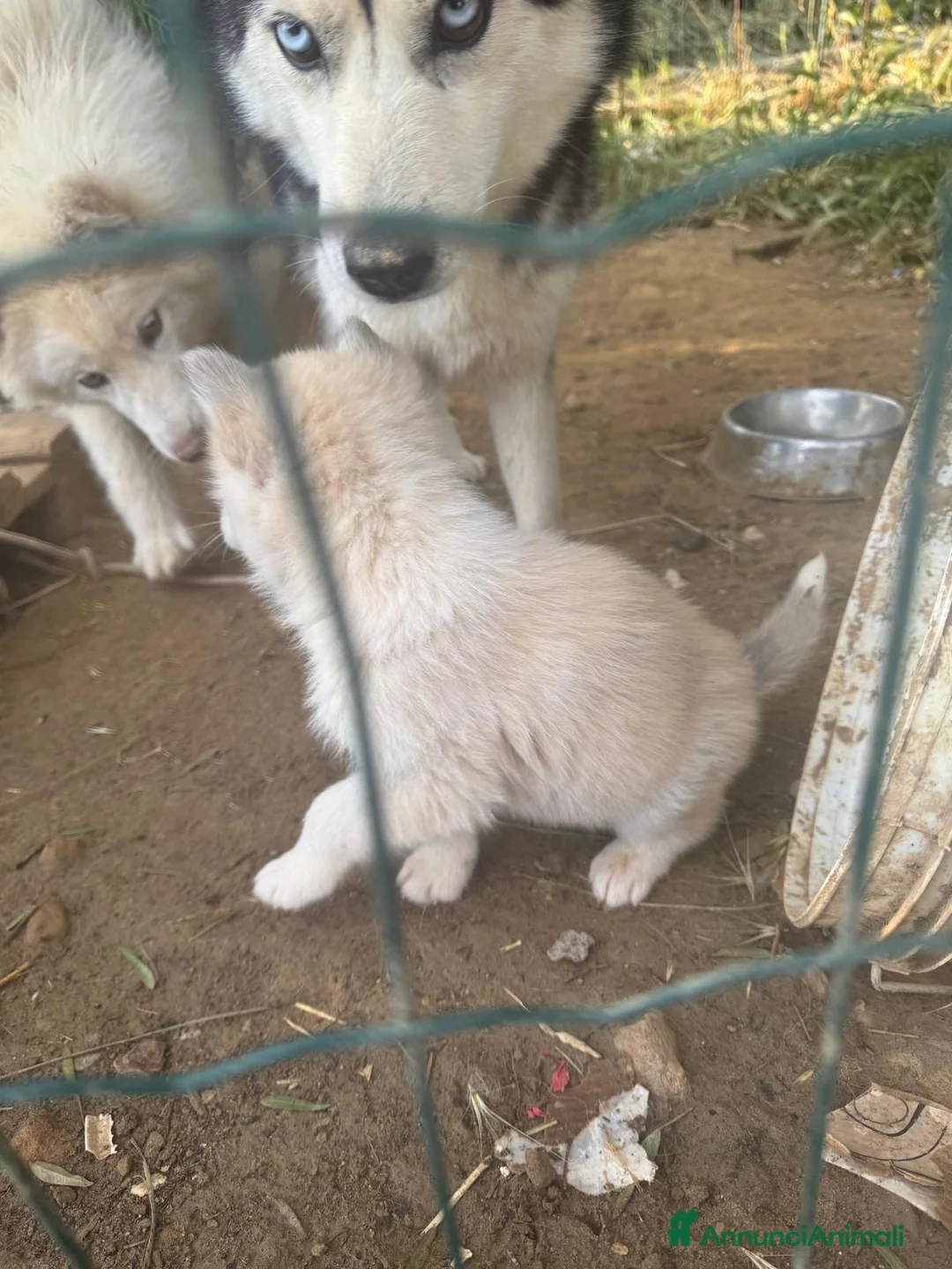 Meticcio cani in regalo: Theo giocherellone cerca famiglia  - Annuncio 2