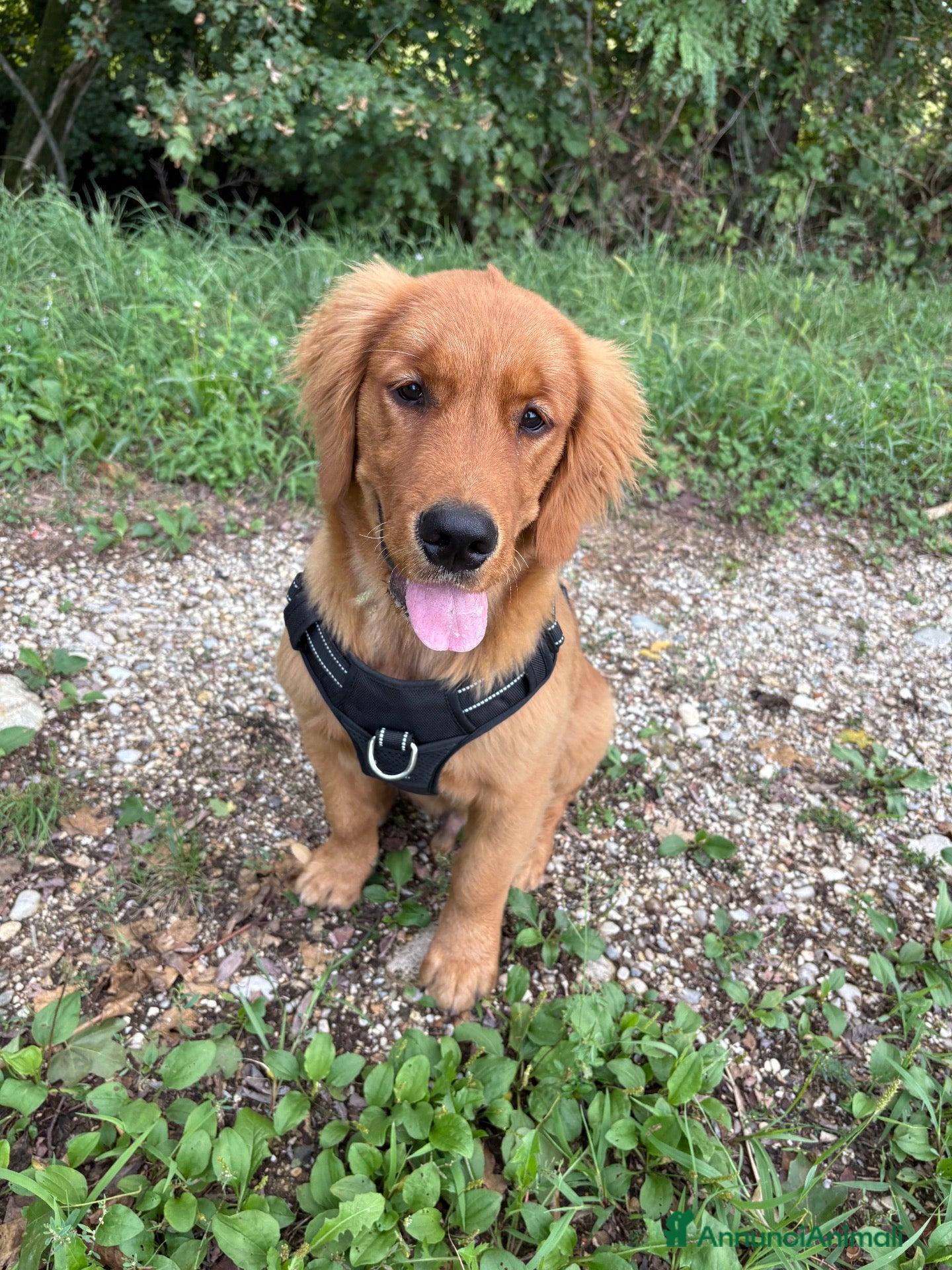 Golden Retriever cani cucciolo di golden retriver maschio - Annuncio 8