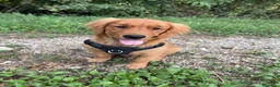 Golden Retriever cani in vendita: cucciolo di golden retriver maschio a Provincia di Treviso - Annuncio 1