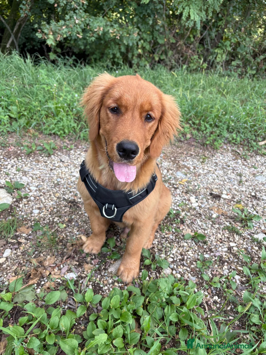 Golden Retriever cani in vendita: cucciolo di golden retriver maschio a Provincia di Treviso - Annuncio 1