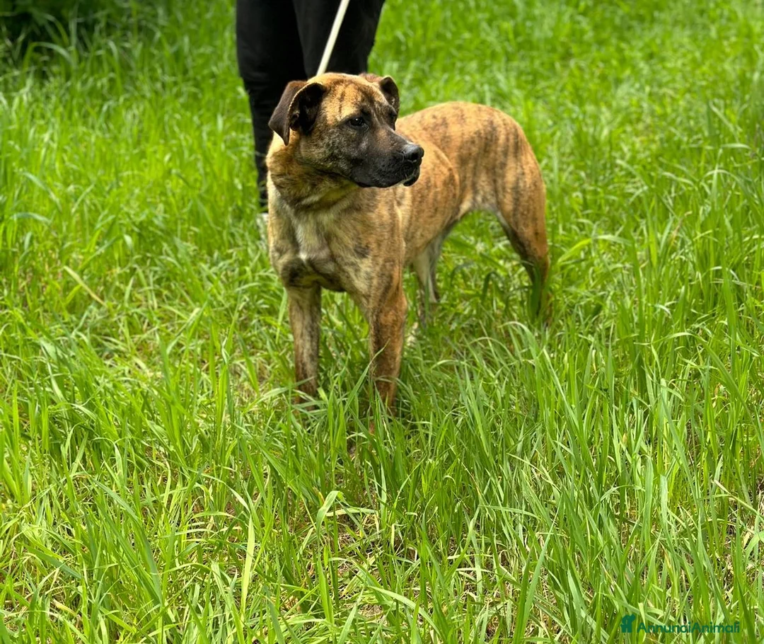 Boxer cani in regalo: Rura strepitosa Cane mix boxer Femmina a Provincia di Latina - Annuncio 5