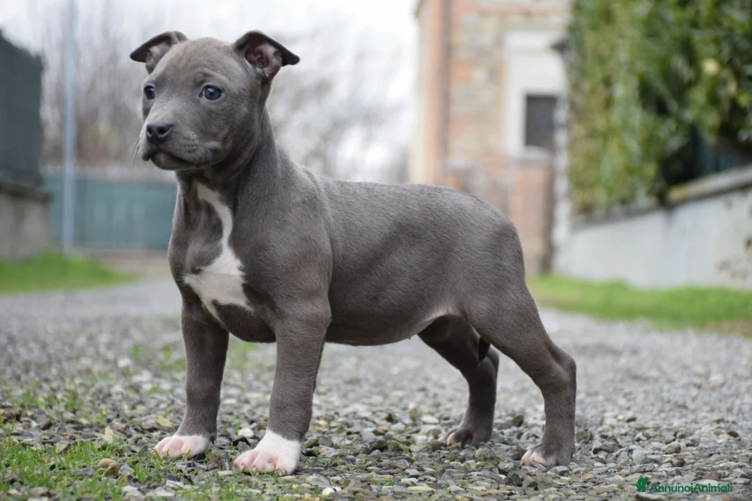 Pitbull cani in vendita: Cucciole di Pit bull con pedigree fino a 12 rate! - Annuncio 8