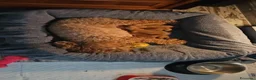 Barboncino cani in vendita: Barboncini rosso fulvi - Annuncio 3
