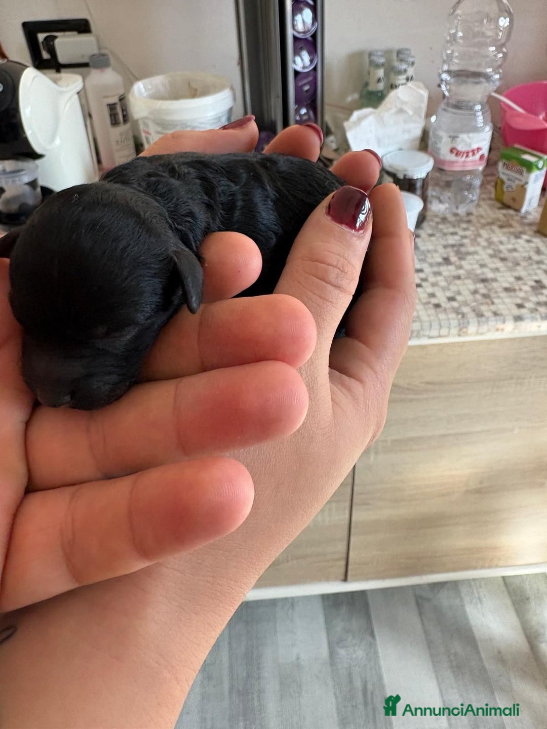 Barboncino Toy cani in vendita: Barboncini toy  - Annuncio 3