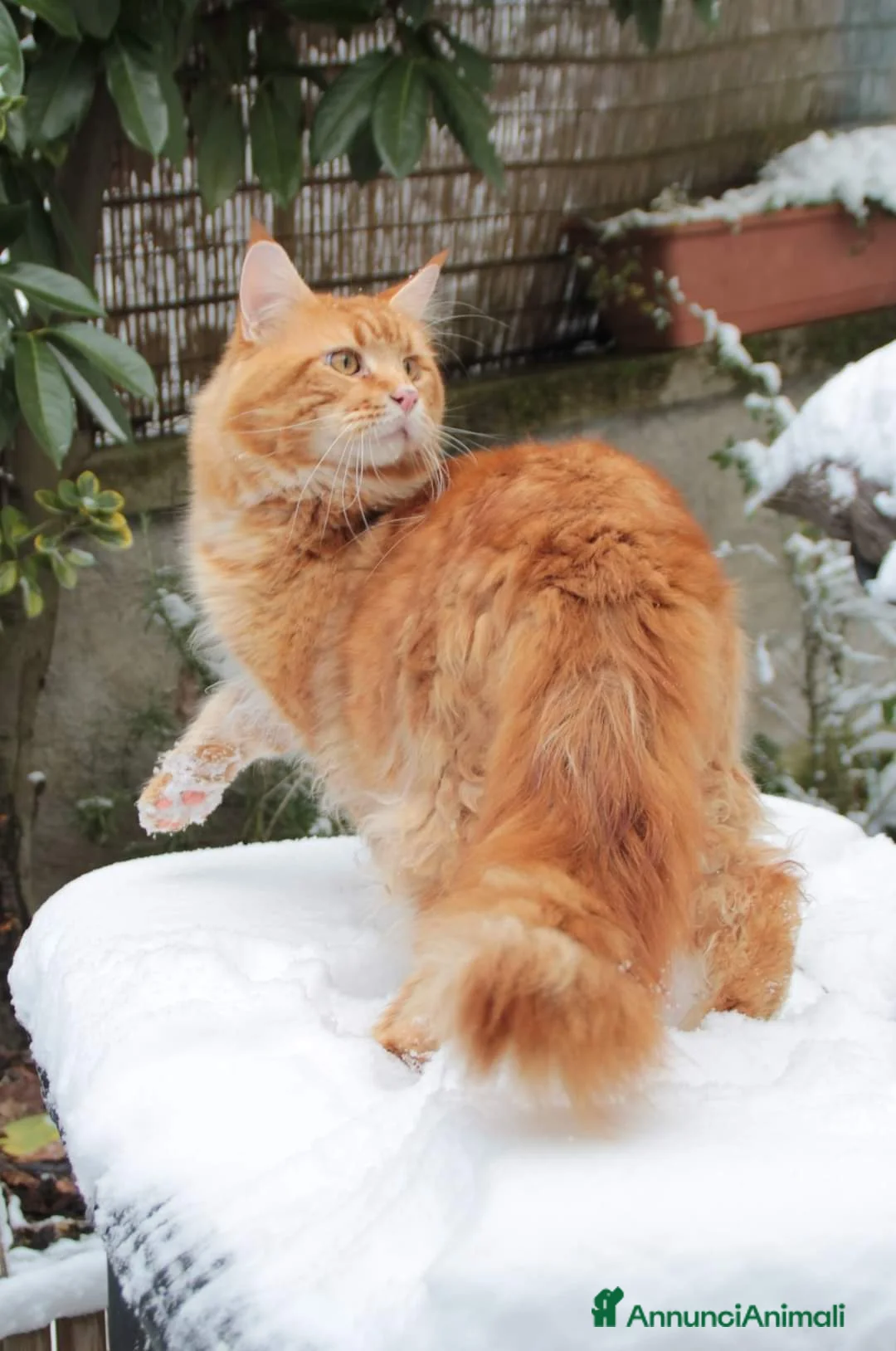 Immagine della galleria {{count}}