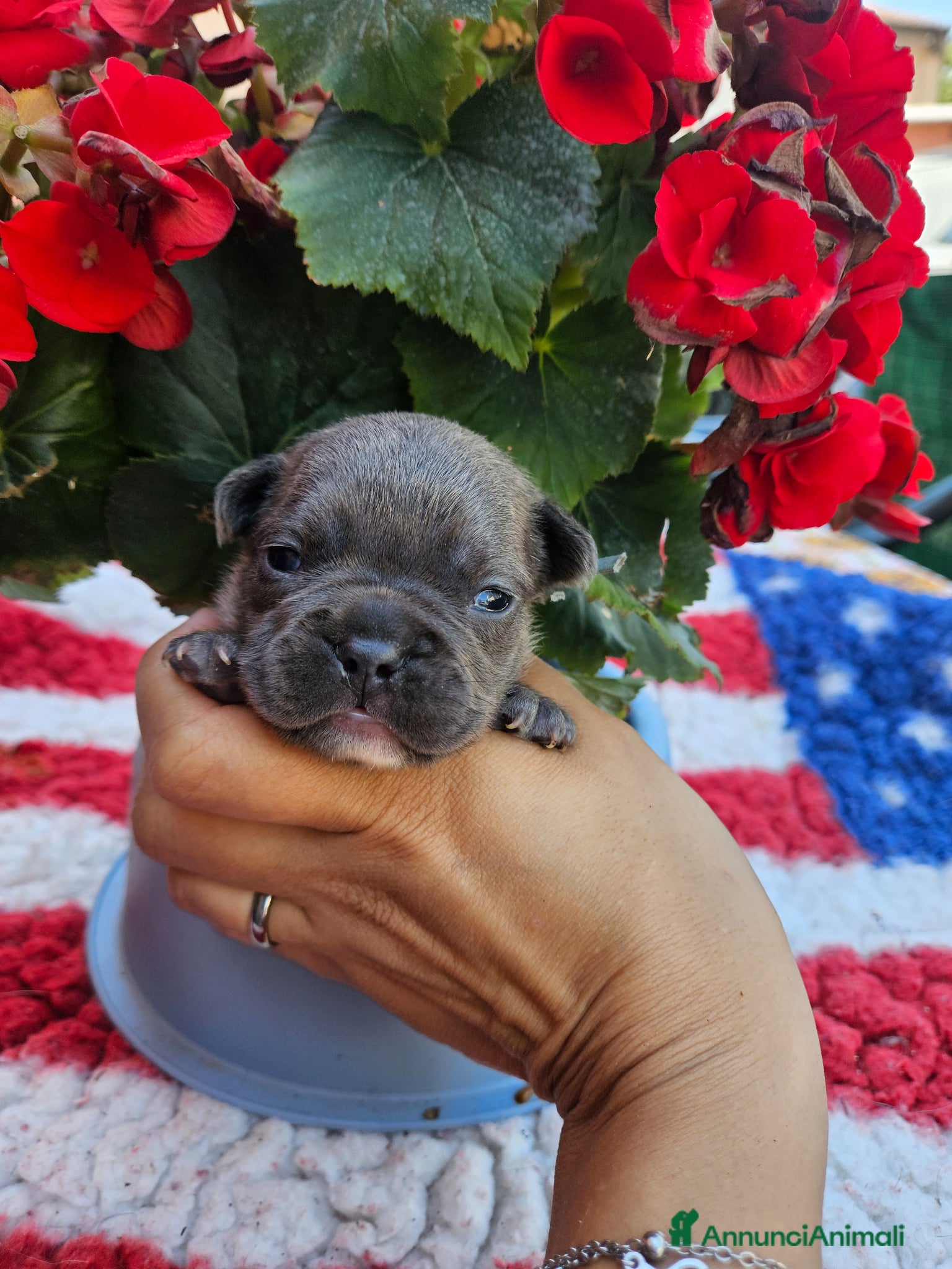 Bulldog Francese cani in vendita: Cuccioli bulldog francese fluffy - Annuncio 7