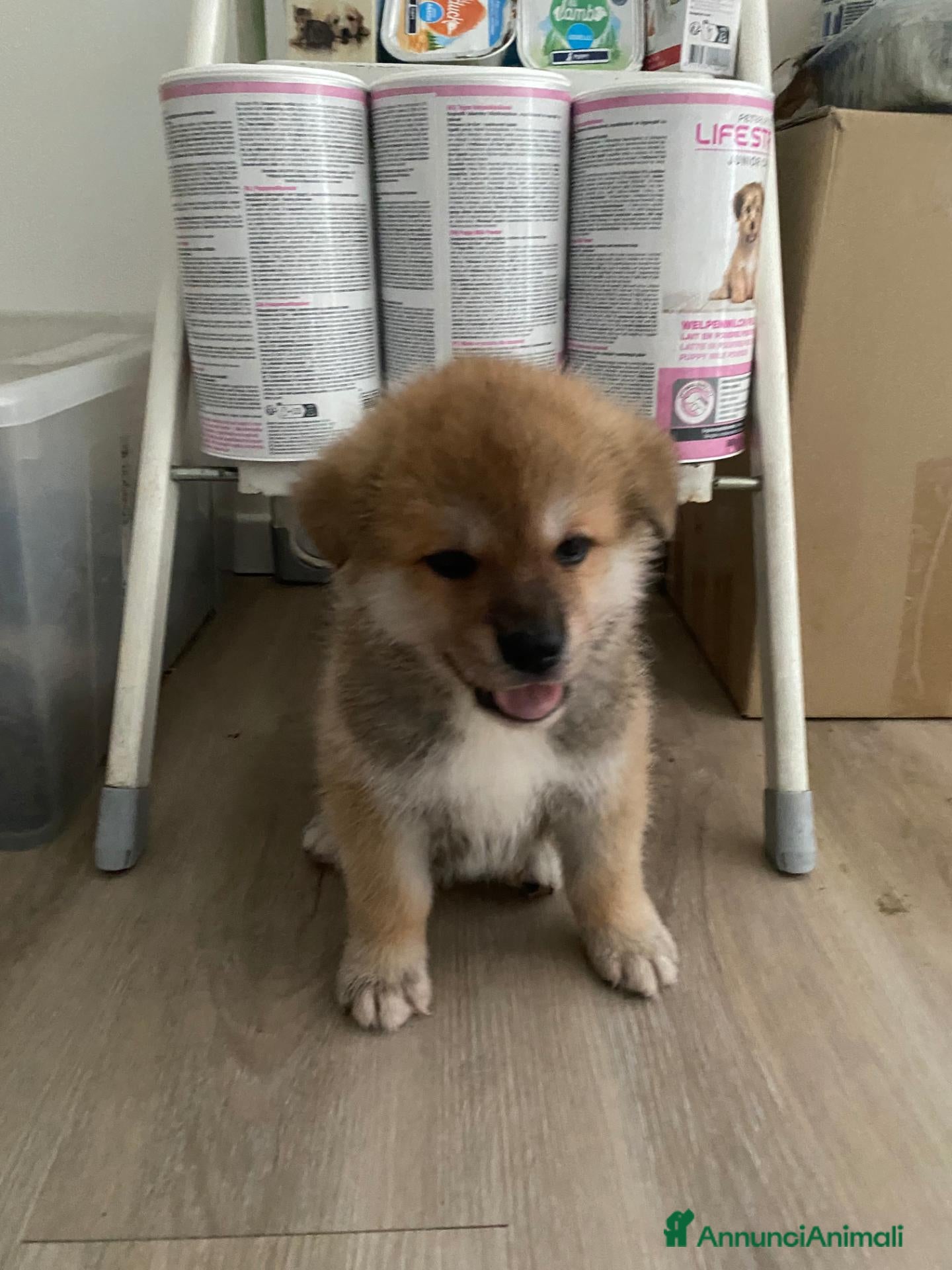 Akita Inu cani cucccioli - Annuncio 1