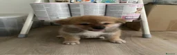 Akita Inu cani in vendita: cucccioli - Annuncio 1