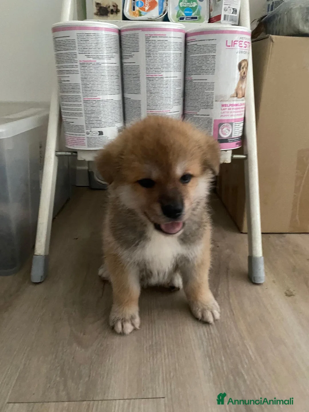 Akita Inu cani in vendita: cucccioli - Annuncio 1