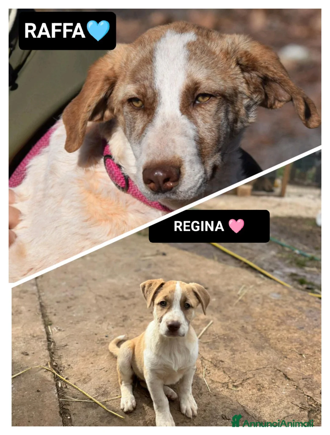 Altre razze cani in regalo: RAFFa E REGINa - Annuncio 1
