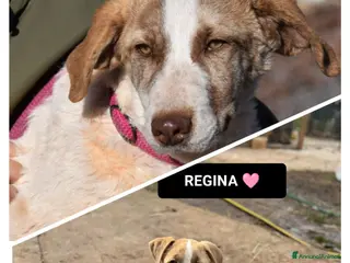 Altre razze cani RAFFa E REGINa - Annuncio 37