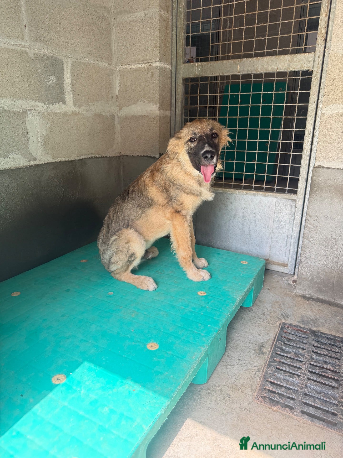 Meticcio cani Tofu  - Annuncio 7