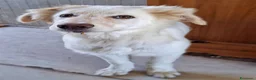 Meticcio cani in regalo: EROS 💙 una nuvola bianca con le zampe a Provincia di Perugia - Annuncio 7