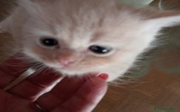 Scottish gatti in vendita: Gattini Scottish Straight  a Provincia di Modena - Immagine 34