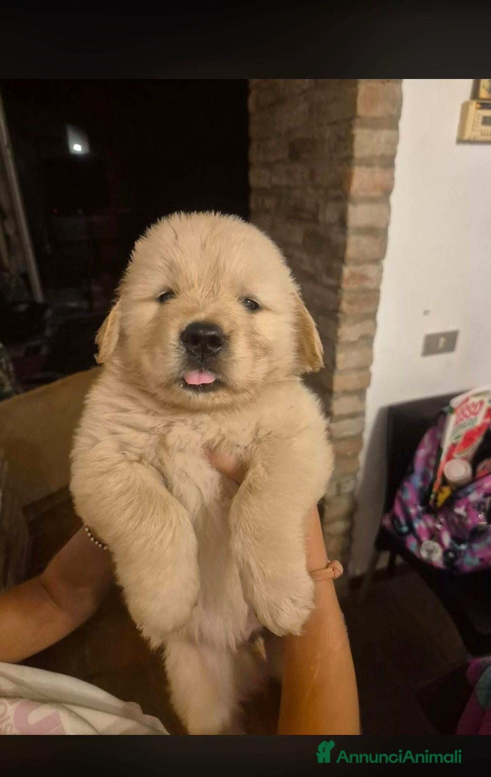 Golden Retriever cani Cucciolata 100% americana  - Annuncio 9