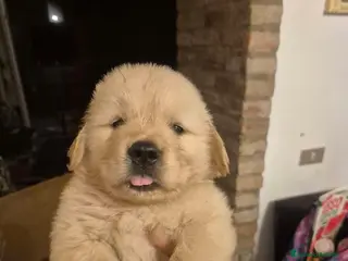 Golden Retriever cani Cucciolata 100% americana - Annuncio 9