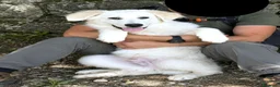 Pastore Abbruzzese Maremmano cani in regalo: BRENNO raggiante cucciolo mix PMA, 5 mesi - Annuncio 1