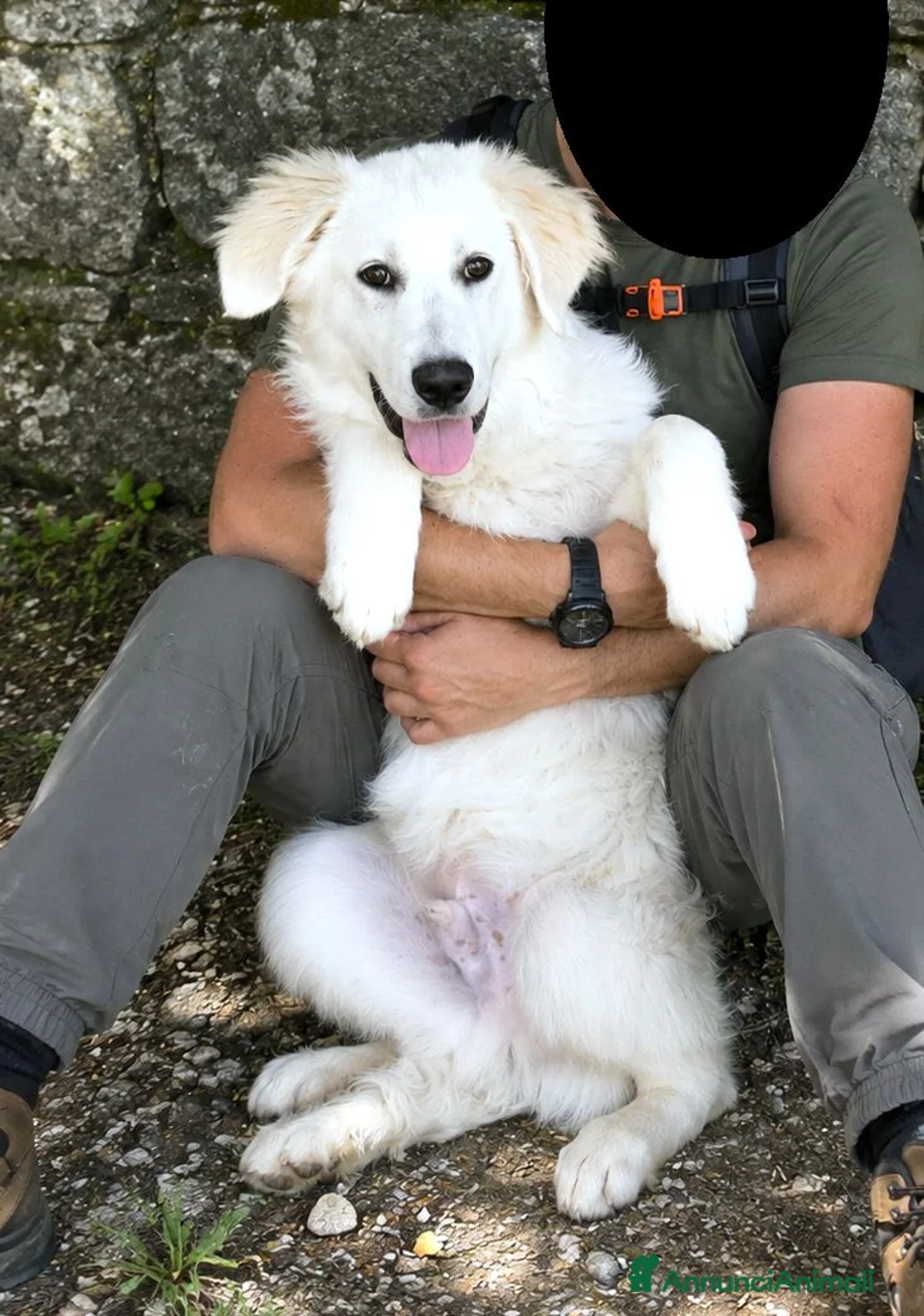 Pastore Abbruzzese Maremmano cani in regalo: BRENNO raggiante cucciolo mix PMA, 5 mesi - Annuncio 1
