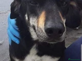 Meticcio cani LIAM dolcissimo patatone! - Annuncio 31