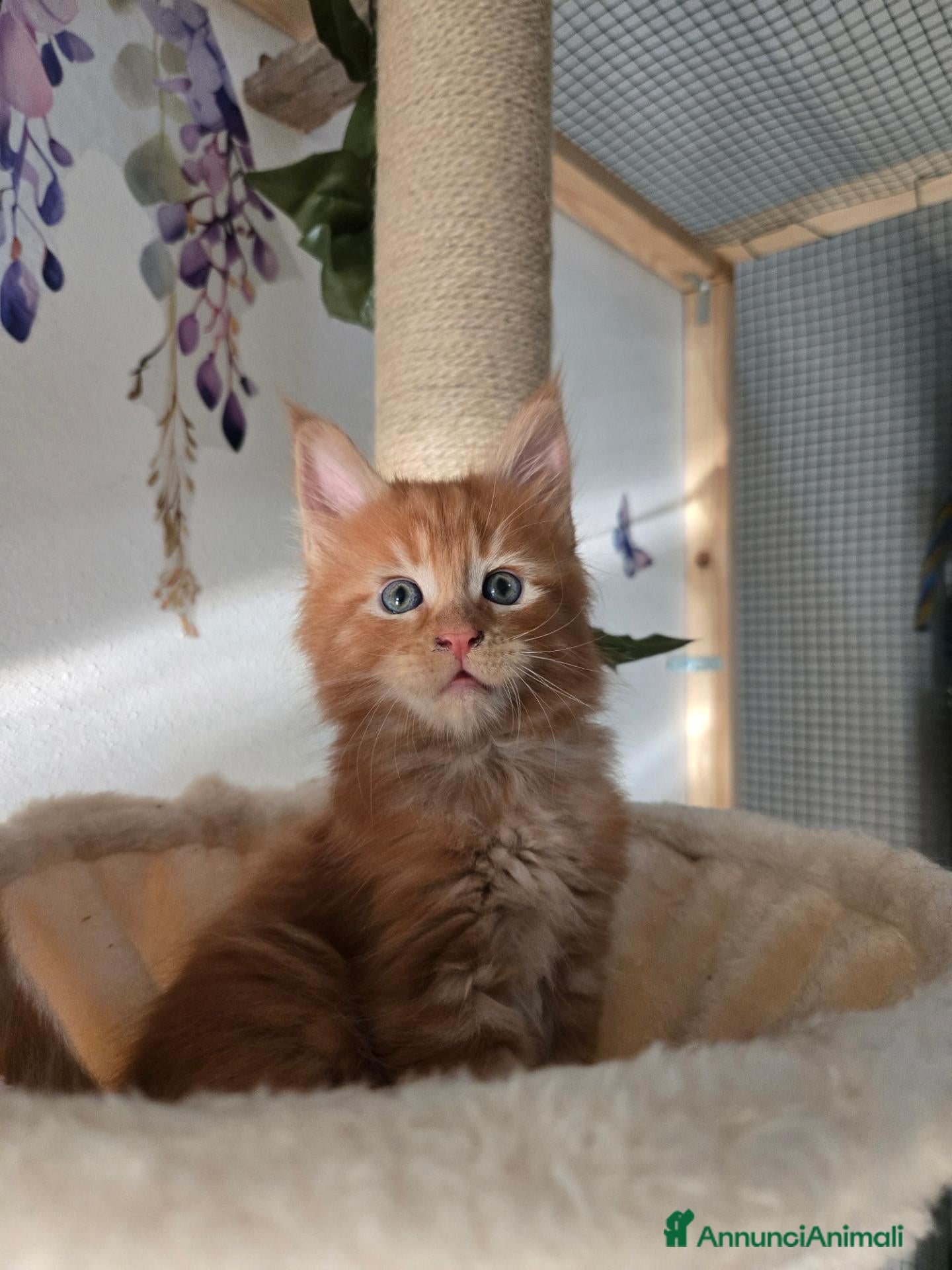 Maine Coon gatti Maine Coon Enfi  - Annuncio 1