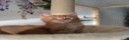Maine Coon gatti in vendita: Maine Coon Enfi  - Annuncio 1