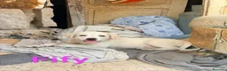 Meticcio cani in regalo: NAPOLEONE, CICCIO, JACK, ATHENA e FIFY - Annuncio 6