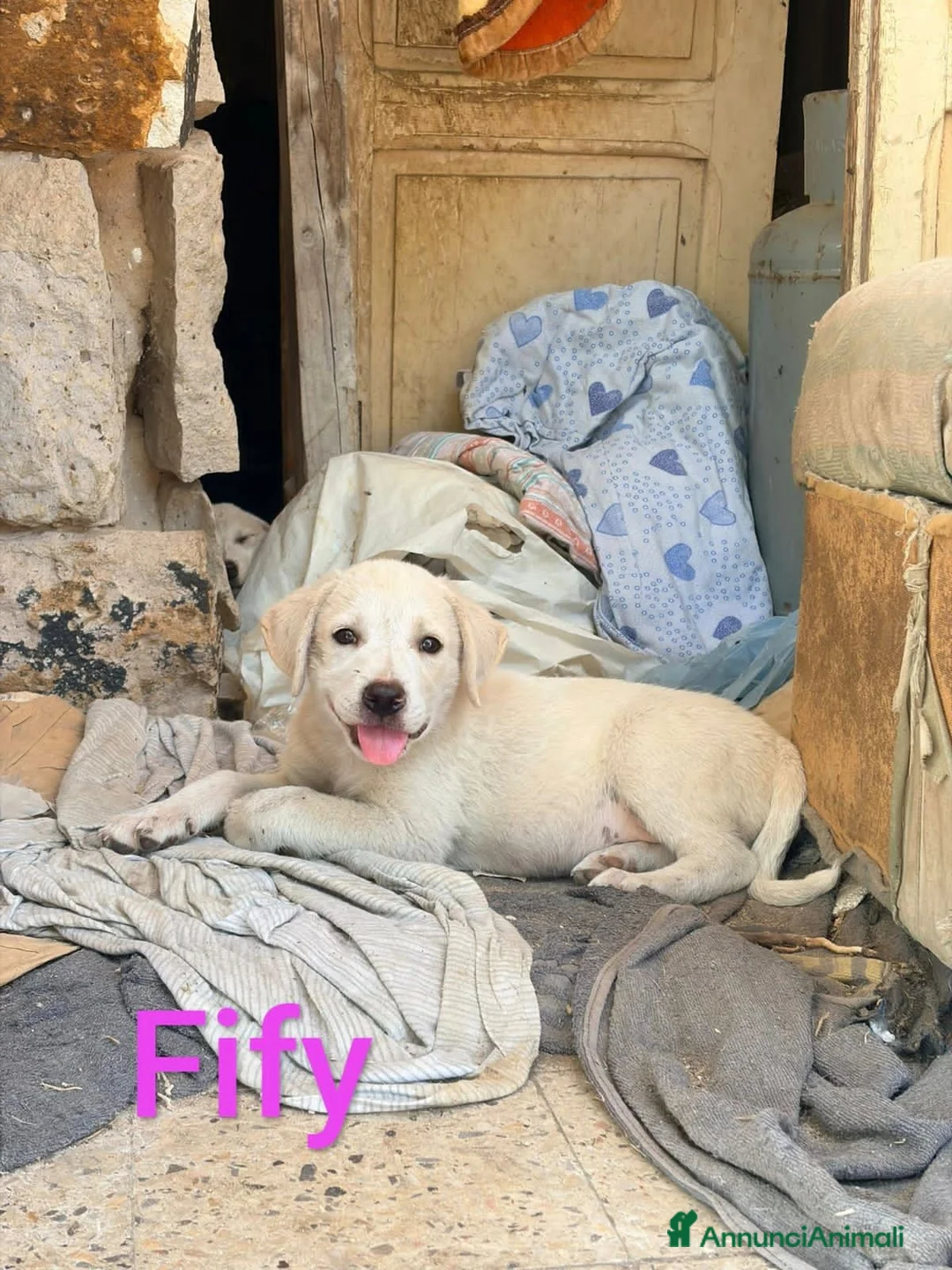 Meticcio cani in regalo: NAPOLEONE, CICCIO, JACK, ATHENA e FIFY - Annuncio 6