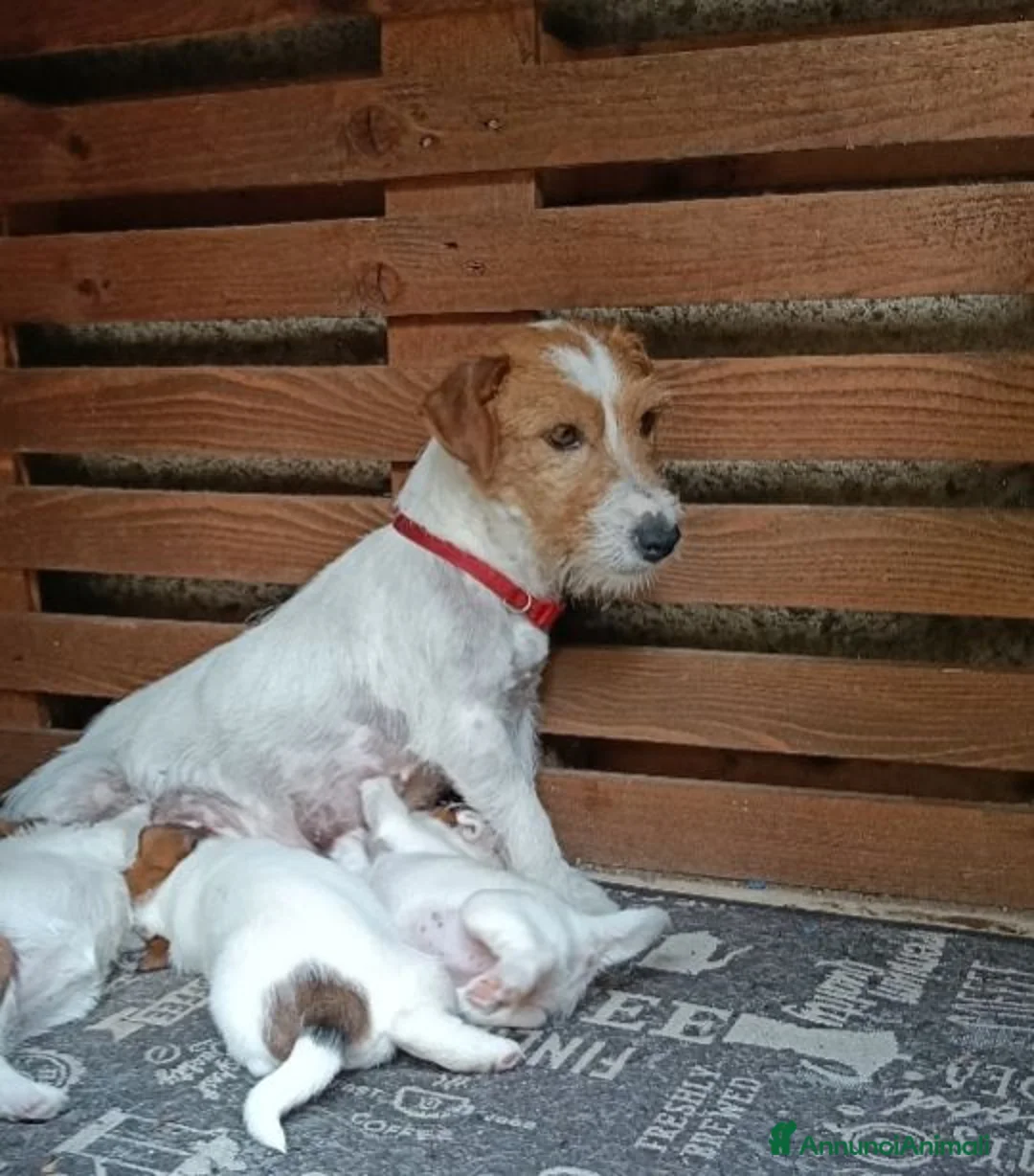 Jack Russell cani in vendita: Cucciolo di jack Russell pedigree Roi  - Annuncio 2