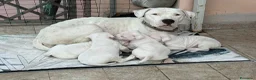 Dogo Argentino cani in vendita: Cuccioli dogo argentino  - Annuncio 2